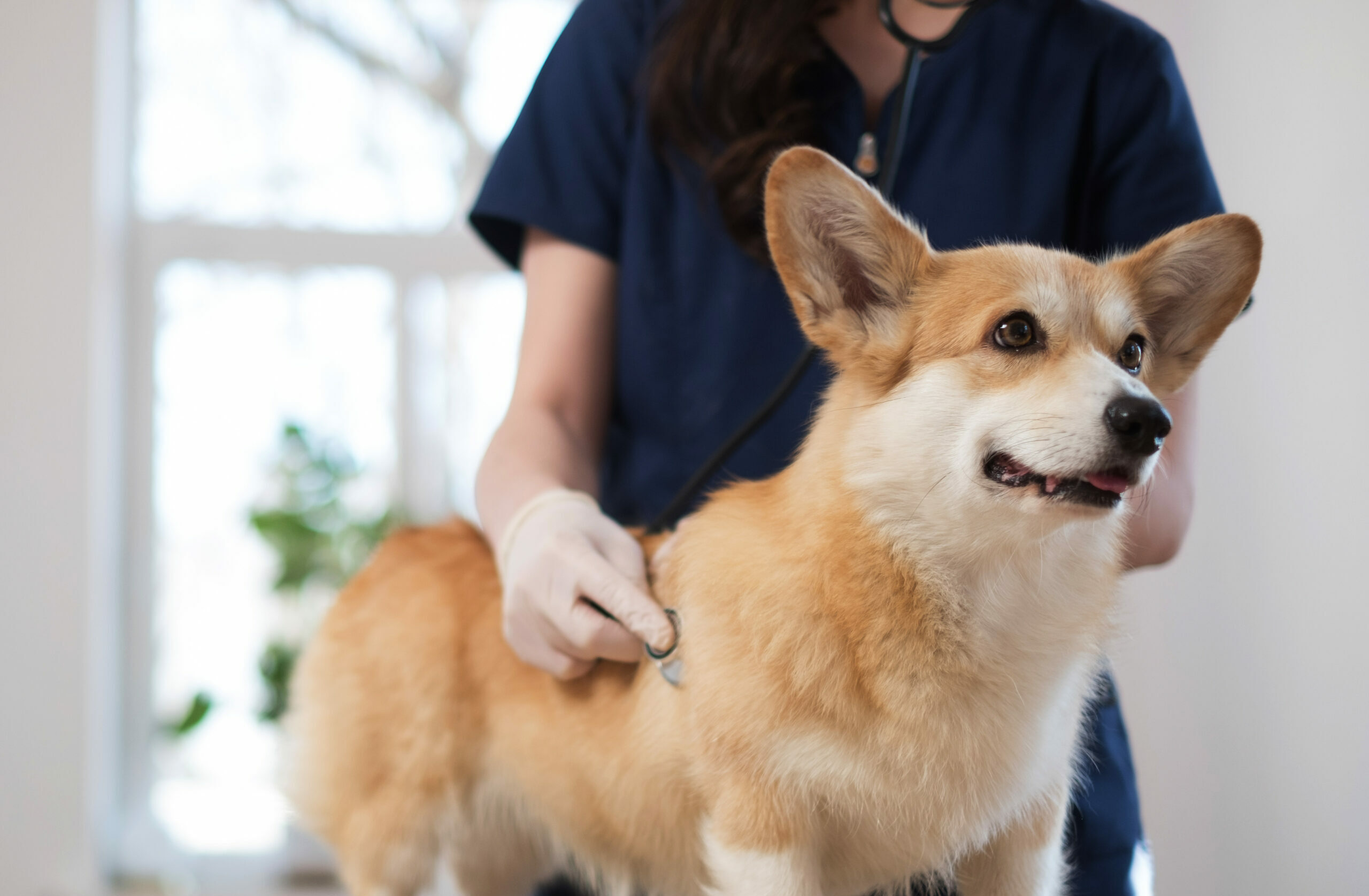 corgi dog at vet clinic
