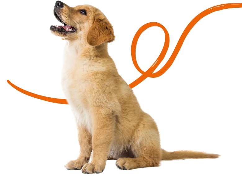 dog orange line